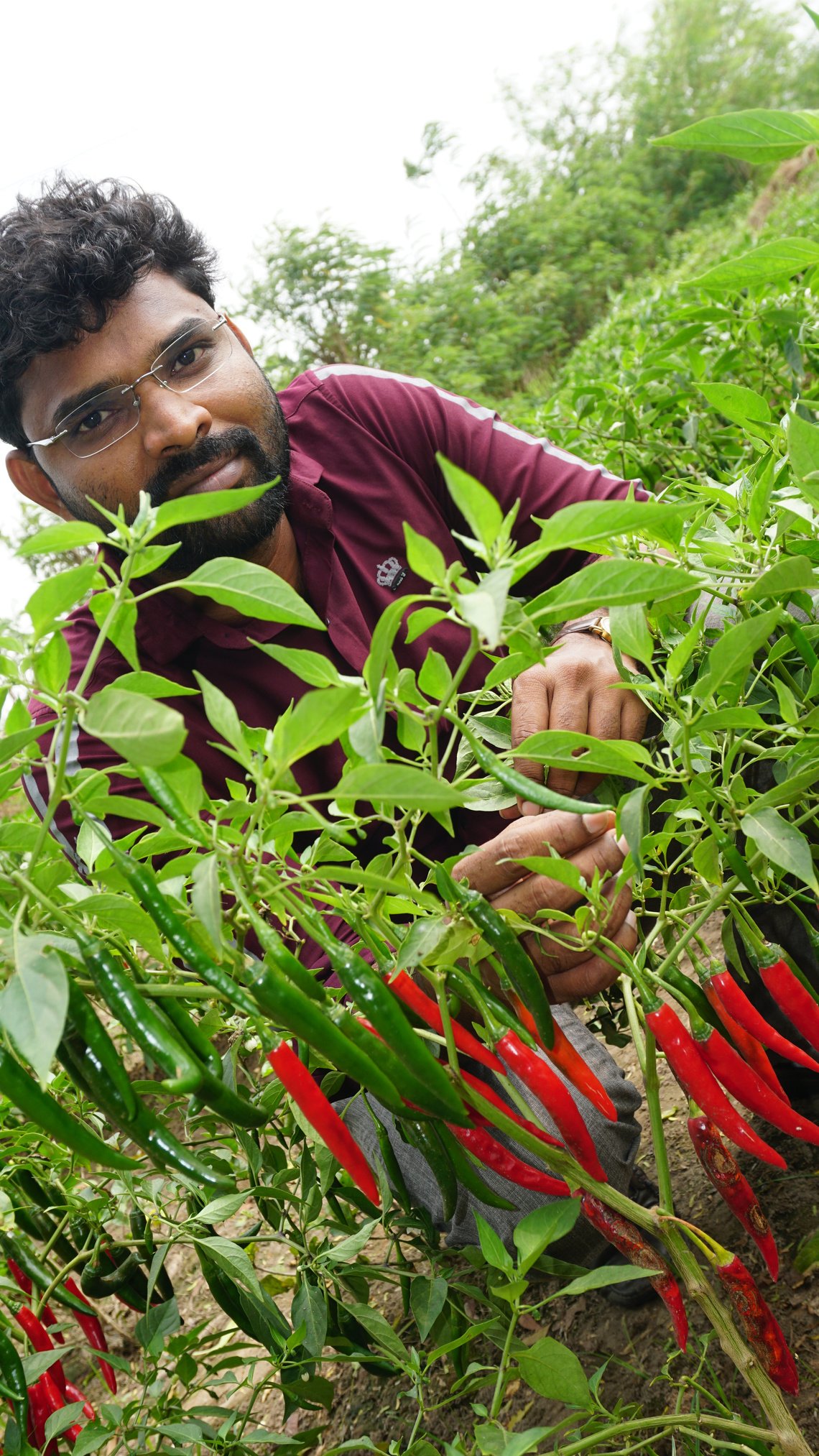 Clean Taste Founder Sakthi inspecting farm chili crops